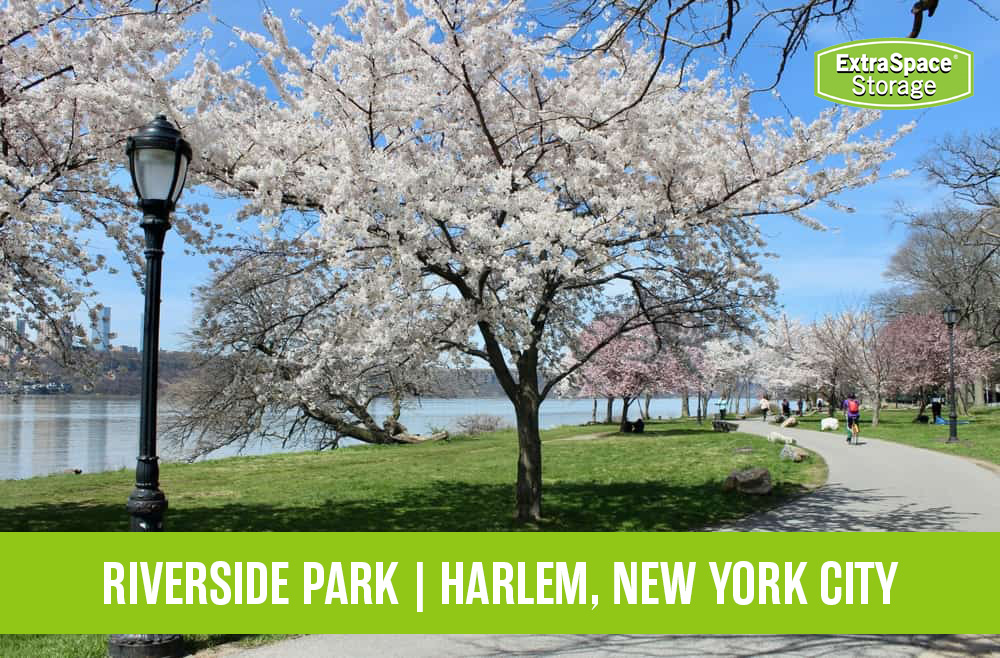 Beautiful white tree in Riverside Park Harlem New York City. 