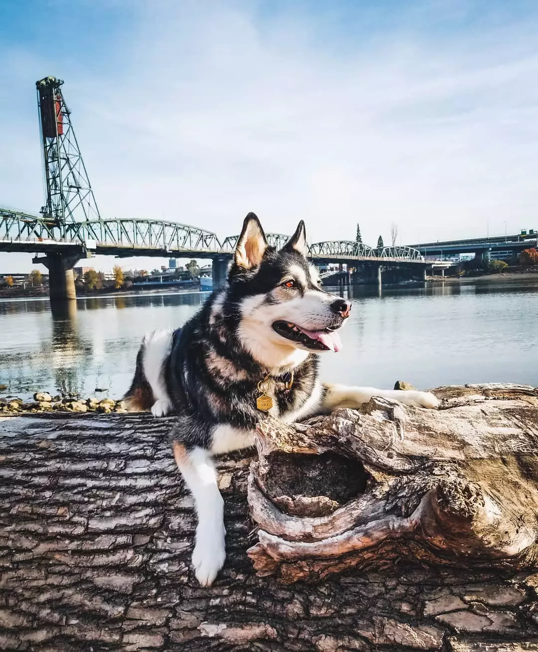 Guide to dog friendly bars, patios & parks in Kansas City