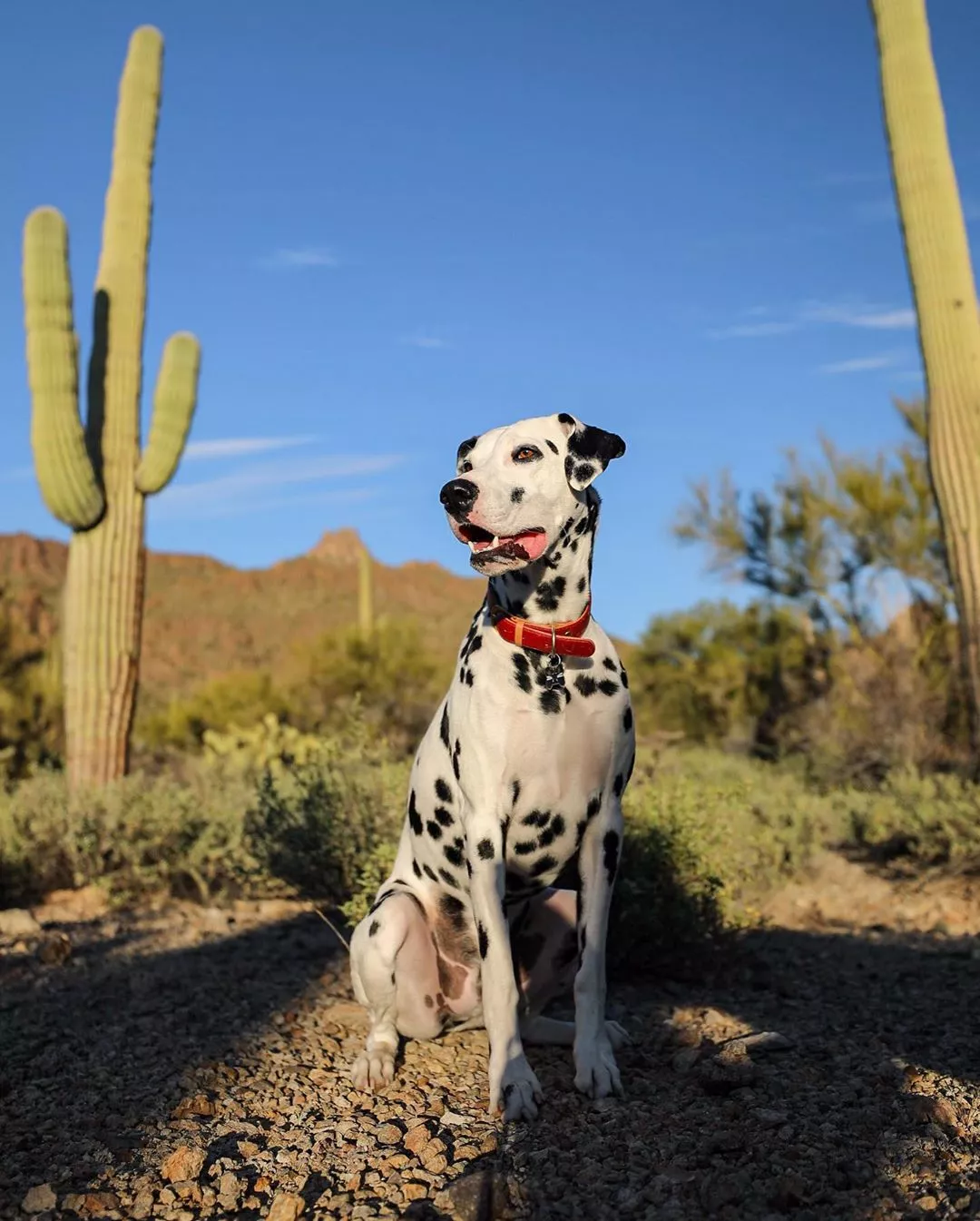 is desert botanical garden dog friendly