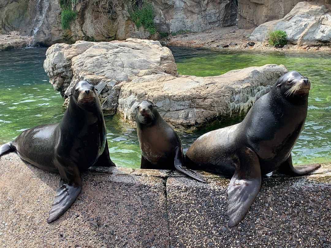 Sea Lions in an exhibit at Queens Zoo. Photo by instagram user @thequeenszoo