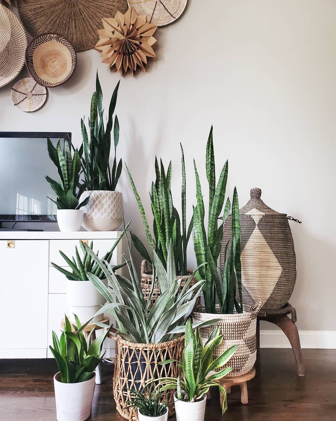 https://www.extraspace.com/blog/wp-content/uploads/2021/07/Guide-to-houseplants-find-air-purifying-plants.jpeg