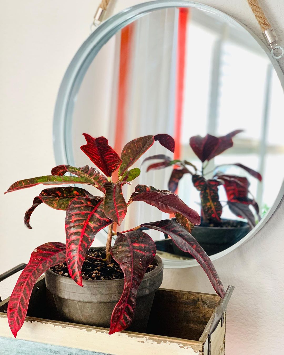 Red variation of the croton plant. Photo by Instagram user @theoriginalplantster.