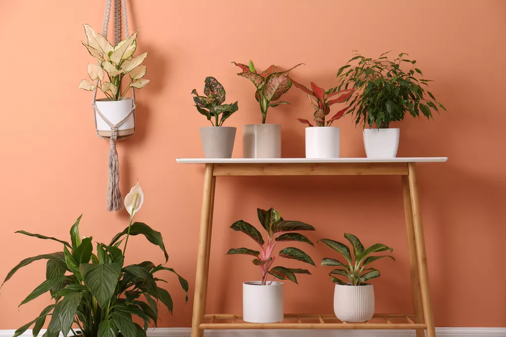 All of The Essential Houseplant Accessories Every Indoor Plant