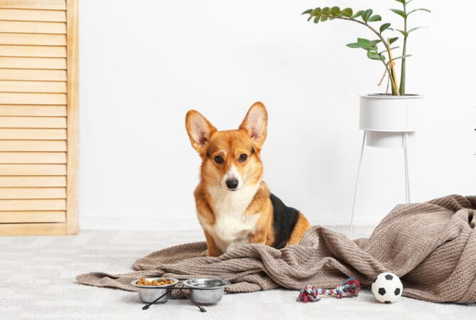 A corgi laying on a blanket near a plant.