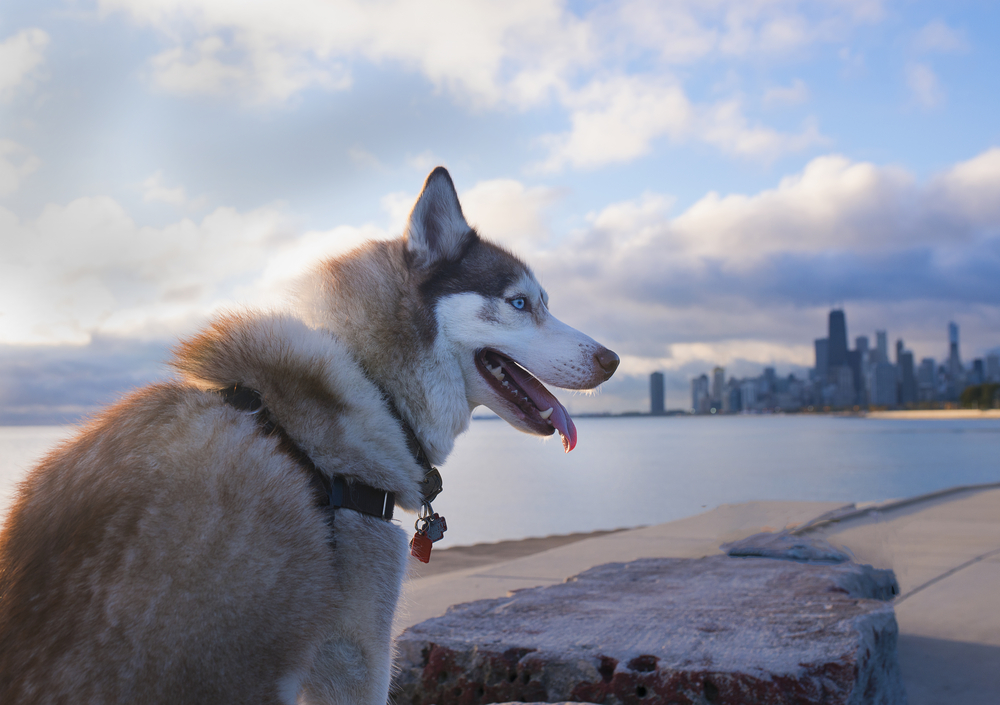 Best dog hot sale friendly cities