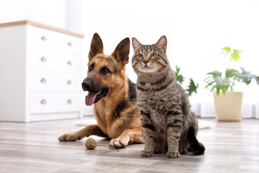 https://www.extraspace.com/wp-content/uploads/2023/08/how-to-pet-proof-your-home-featured-image.jpg